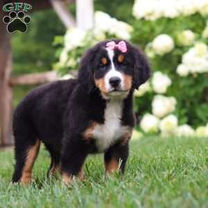 Marcy, Bernese Mountain Dog Puppy